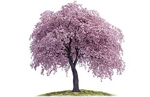 weeping cherry tree planting