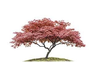 Japanese maple tree planting